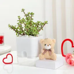Jade Plant With Self-Watering Planter And Mini Teddy Bear-1