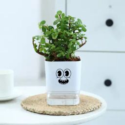 Lucky Jade Plant In Self-Watering Planter-image-99
