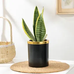 Elegant Snake Plant In Black And Gold Pot-image-39
