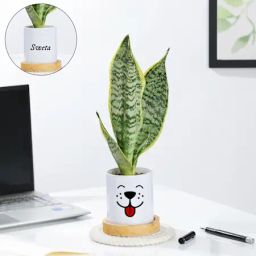 Personalized Ceramic Dog Planter With Snake Plant-19