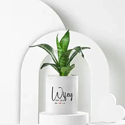 Sanseveiria Plant In Personalised Wifey Special Gift Mug-image-56