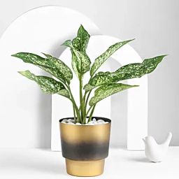 Crimson Grace Aglaonema Plant-image-46
