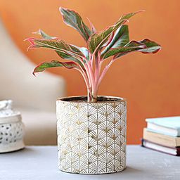 Aglaonema Plant In Golden & White Ceramic Pot-32