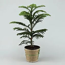 Araucaria Plant In Black Plastic Pot-24