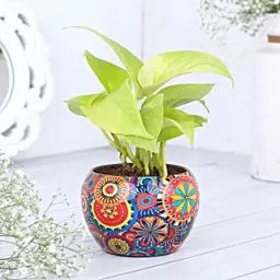 Money Plant In Colourful Rajwada Printed Pot-image-86