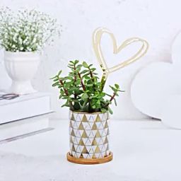 Jade Plant In Abstract Look Love Pot-16