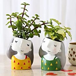 Set of 2 Indoor Plants In Raisin Pots-8