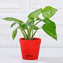 Lucky Money Plant Yellow Pot-image-3