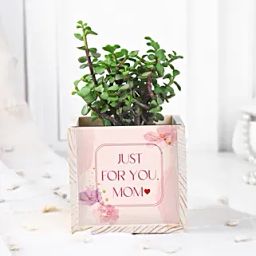 Jade Plant Table Top-44