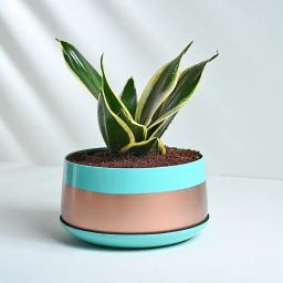 Milt Sansevieria Plant In Green N Golden Metal Pot-image-32