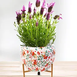 Nymph Reva Home White & Orange Printed Planters With Stand-image-33