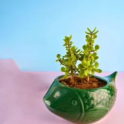 WEAVING HOMES Green Catfish Ceramic Planter-image-72