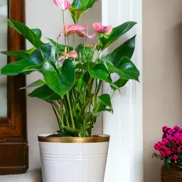ecofynd White 3 Pieces Round Large Metal Planter Pot-5