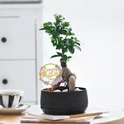 Peaceful Mother's Day Bonsai Plant-image-7