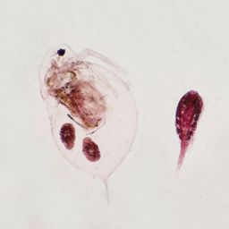 BIOLOGICAL HUB- Microscopic Prepared Permanent Beginners Slide (sets of 25) image 4
