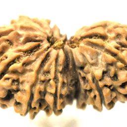 FOREVER Gems Nepali Gaurishankar Rudraksha Religious Shiv Parvati Rudraksha Original Certified 9 Mukhi Gowi Shankra Ruthratcham for Men & Women गौरी शंकर नेपाल रुद्राक्ष image 2