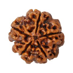 Nakshatra Craft Chakradharitm Panch 5 Mukhi Rudraksha Sinks In Water with Lab Test Certificate And Xray Report R5 (Brown) image 3