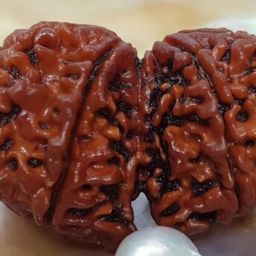 Gaurishankar Rudraksha Igl Certificate Natural Gorishankar Rudrshha 23mm Rare Combined Rudraksha गौरीशंकर रुद्राक्ष With Pendent for Jaap Mala Genuine Gauri Shankar Rudraksha Bead By Astro Cart image 4