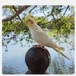 jubobu Bird Harness,Parrot Toy,Harness for Birds,Bird Belt,Bird Harness,200cm Parrot Ring for Leg, Parrot Bird Leash with Feet Loop & Adjustable Buckle Wrist Attachable image 3