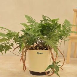 Ugaoo Rabbit Foot Fern Large Plant-image-45