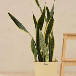Ugaoo Sansevieria Laurentii Extra Large Plant image 2