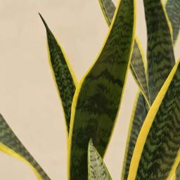 Ugaoo Sansevieria Laurentii Extra Large Plant image 3