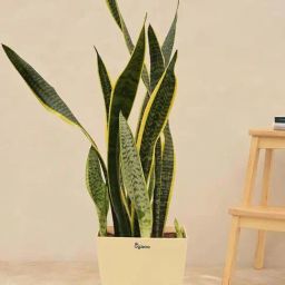 Ugaoo Sansevieria Laurentii Extra Large Plant-10