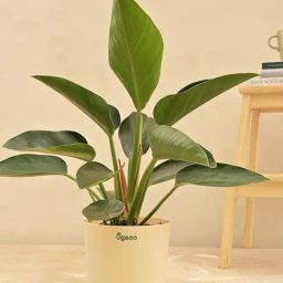 Ugaoo Philodendron Congo Large Plant-image-95