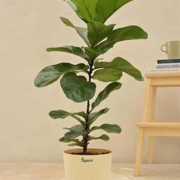 Ugaoo Fiddle Leaf Fig Bambino Large Plant-image-64