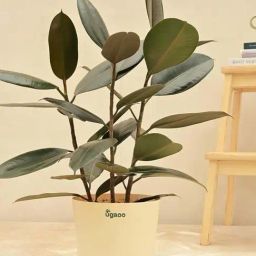 Ugaoo Rubber Large Tree-image-50