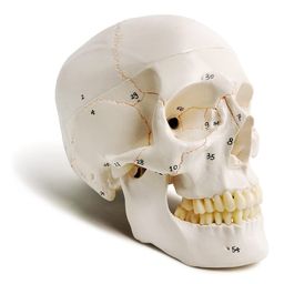 myaskro Myaskro® - Extremely Detailed and Premium Skull Model, Landmarks are Numbered by Hand for Extreme Precision, All Details are Highlighted (fissures, processes, sutures, Foramen and Other Details) image 1