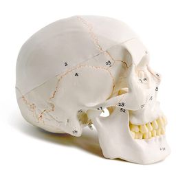 myaskro Myaskro® - Extremely Detailed and Premium Skull Model, Landmarks are Numbered by Hand for Extreme Precision, All Details are Highlighted (fissures, processes, sutures, Foramen and Other Details) image 2