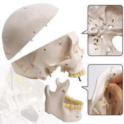 myaskro Myaskro® - Extremely Detailed and Premium Skull Model, Landmarks are Numbered by Hand for Extreme Precision, All Details are Highlighted (fissures, processes, sutures, Foramen and Other Details) image 5