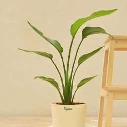 Ugaoo Bird Of Paradise Large Plant-image-8