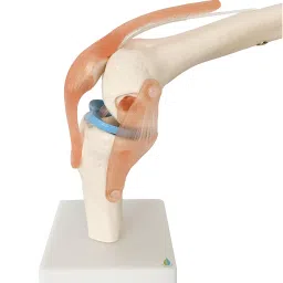 Khanna Traders Knee Joint With Ligaments PVC, Fiber, Silicone Material image 4