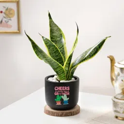 Cheers For Growth - Snake Plant In Black Planter-7