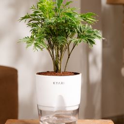 KYARI Aralia Green Indoor Plants for Living Room - Live Plants with White Pot-15