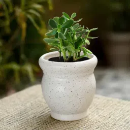 Unravel India White Ceramic Bonsai Planter - Set of 1-37
