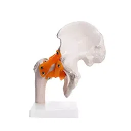 A-ONE SCIENCE White and Orange PVC Hip Joint Model With Ligaments AOSBM41-image-79