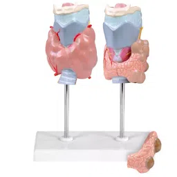 A-ONE SCIENCE Multicolor PVC Thyroid Disease Model AOSBM158-image-63