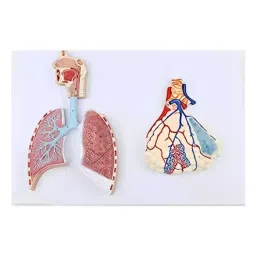 A-ONE SCIENCE Multicolor PVC Respiratory System Model AOSBM119-picture-8