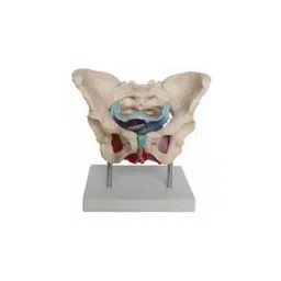 Khanna Traders Adult Female Pelvis Model-picture-16