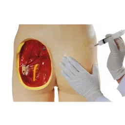 A-ONE SCIENCE PVC Adult Intramuscular Injection Training Manikin AOSBM235-39