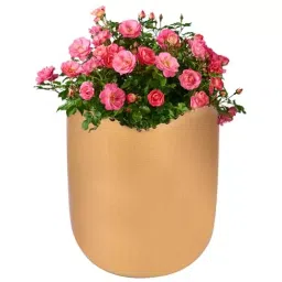 ORILEY Metal Flower Pot Heavy Duty Planter 15 x 13 cm Golden-image-75