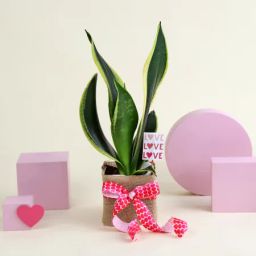 Super Fresh Snake Plant with Jute Vase-image-42
