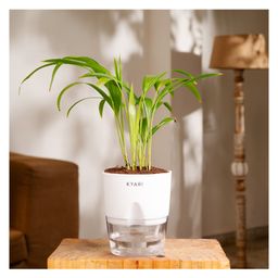 KYARI Areca Palm Indoor Plants for Living Room - LivePlants with White Pot-20