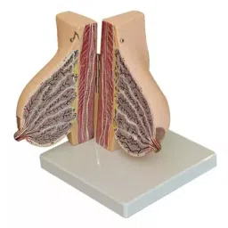 A-ONE SCIENCE Multicolor PVC Delux Female Breast Model During Lactation AOSBM129-image-71