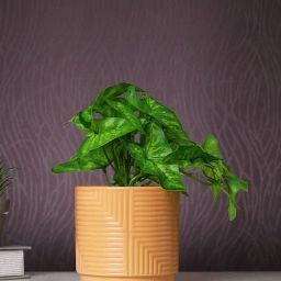 Tayhaa White & Green Plastic Bonsai Artificial Plant with Pot-image-44