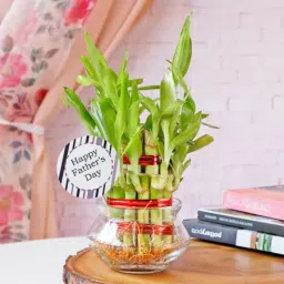Lucky Bamboo In Mini Bowl Glass Vase for Father's Day-7