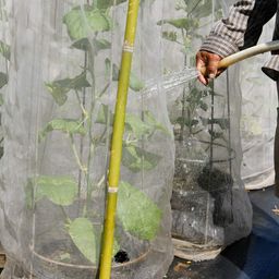 Anaya Mosquito Net Plastic 10'X30' Mosquito Insect Bug Screen Netting, Garden Netting Barrier Protect Vegetables Fruits Flowers Plants, White (Model Number: New-Div-063), 1 Piece image 3